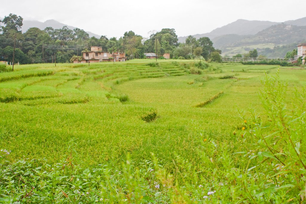 06-Rice fields.jpg - Rice fields